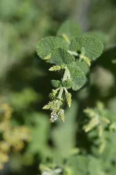 Pineapple mint Stock Photos