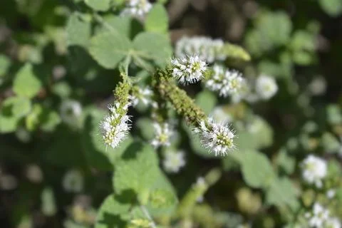 Pineapple mint 스톡 사진