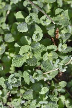 Pineapple mint Stock Photos