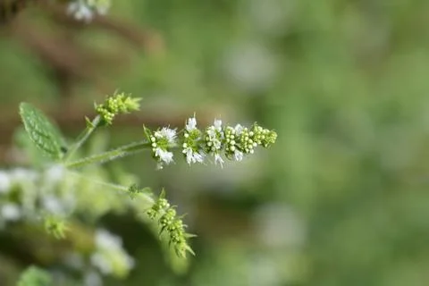 Pineapple mint Stock Photos