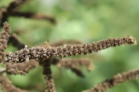 Pineapple mint Stock Photos