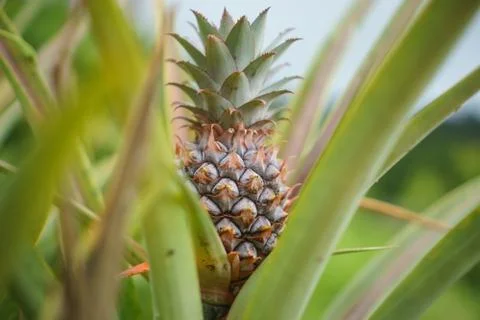 Pineapple in nature Stock Photos