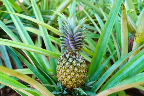 Pineapple or Ananas colossus grows on the ground Stock Photos