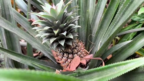 Pineapple or Ananas comosus Stock Footage 329497826