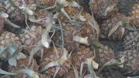Pineapple or Ripe pineapple, Pile of Organic Pineapple at the market Vídeos de archivo 68740487