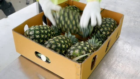 Pineapple packing in a box
Shot On GH5 with 12-35 f2.8Lens Stock Footage 96151307