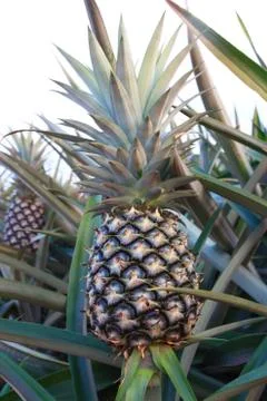 Pineapple Stock Photos