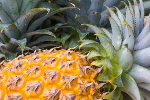 Pineapple Stock Photos
