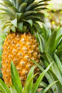 Pineapple Stock Photos