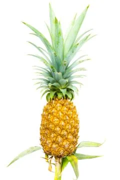 Pineapple Stock Photos