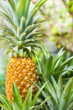 Pineapple Stock Photos