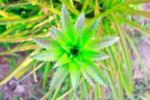 Pineapple Stock Photos