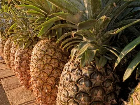 Pineapple Foto stock