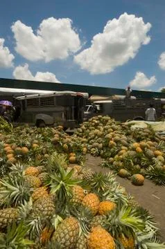 Pineapple Stock Photos
