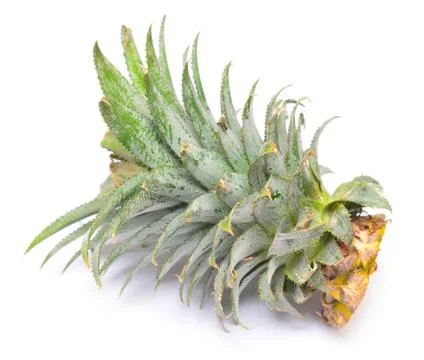 Pineapple Stock Photos
