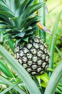 Pineapple Stock Photos