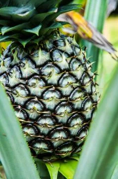 Pineapple Foto stock