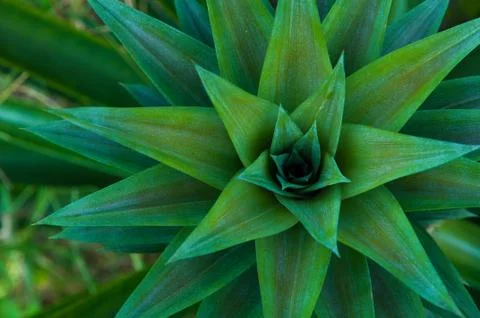 Pineapple Stock Photos