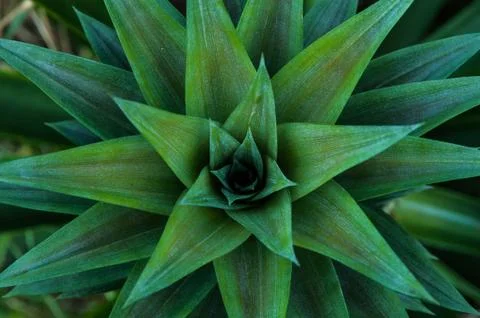 Pineapple Stock Photos