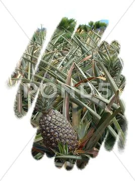 Pineapple Stock Photos