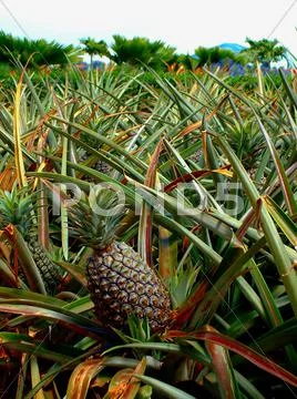 Pineapple Stock Photos