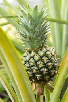 Pineapple Stock Photos