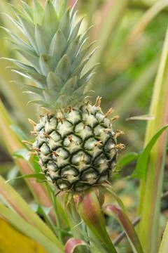 Pineapple Stock Photos