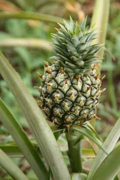 Pineapple Stock Photos