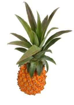 Pineapple Stock Photos