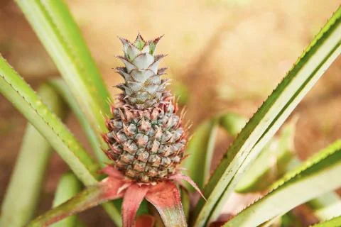 Pineapple Fotos Stock