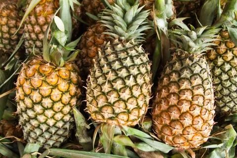Pineapple Stock Photos