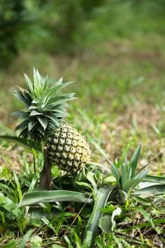 Pineapple Foto stock