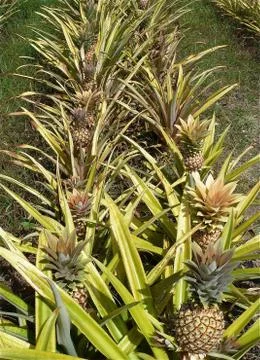 Pineapple Stock Photos