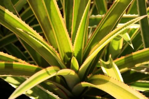 Pineapple Stock Photos