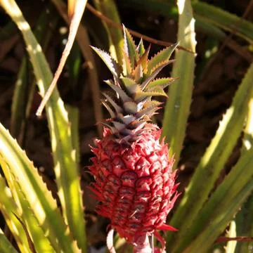 Pineapple Foto stock