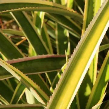 Pineapple Foto stock