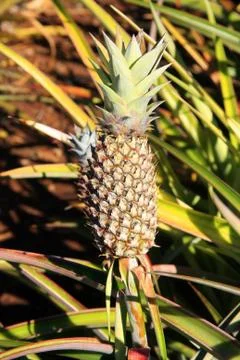 Pineapple Foto stock