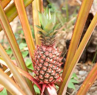 Pineapple Stock Photos