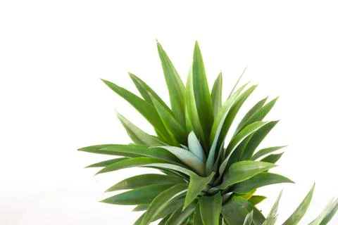 Pineapple Stock Photos