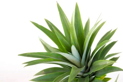 Pineapple Stock Photos