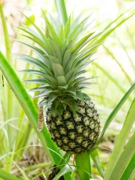 Pineapple Stock Photos