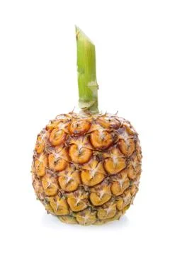 Pineapple Stock Photos