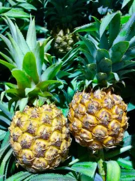 Pineapple Stock Photos