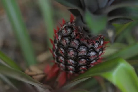 Pineapple 写真素材