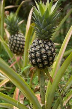 Pineapple Stock Photos