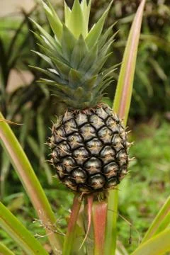 Pineapple Stock Photos
