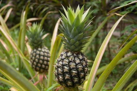 Pineapple Stock Photos