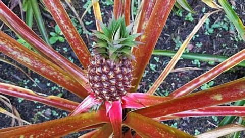 Pineapple Foto stock