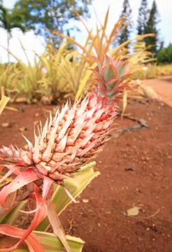 Pineapple Stock Photos