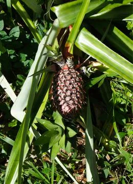 Pineapple Stock Photos
